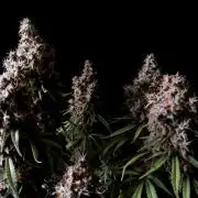 3M 🔻 Mendocino Purple Kush