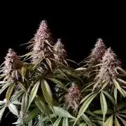 3M 🔻 Mendocino Purple Kush