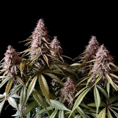 3M 🔻 Mendocino Purple Kush