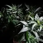 3M 🔥 Txerri Bilbo Haze