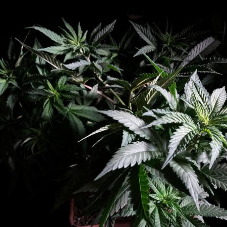 3M 🔥 Txerri Bilbo Haze