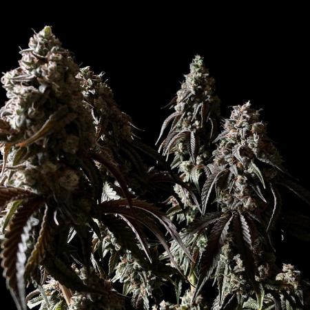 3M 🍏 Green Gelato