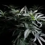 3M 🔥 Txerri Bilbo Haze