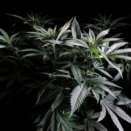 3M 🔥 Txerri Bilbo Haze