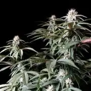 3M ⭕ Panama Red II