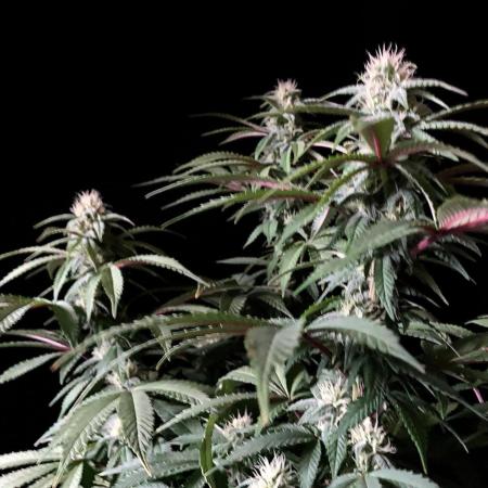 3M ⭕ Panama Red II