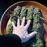 3M 🌟 Bahia Black Head