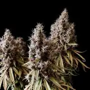 3M 🔻 Mendocino Purple Kush