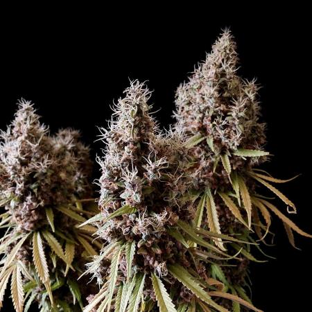 3M 🔻 Mendocino Purple Kush