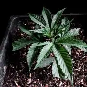 3M 🍧 Gelato 44