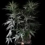 3M 🌟 Bahia Black Head