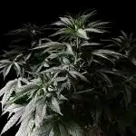 3M ⭕ Panama Red II