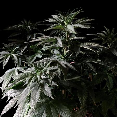 3M ⭕ Panama Red II