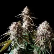 3M 🔥 Txerri Bilbo Haze