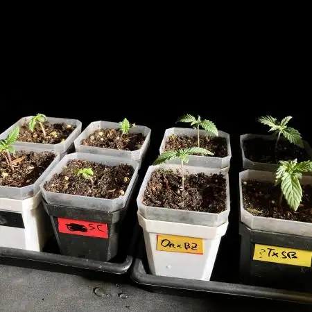 3M 🤪 Crossbreeding