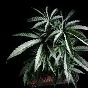 3M ♕ Caribbean Queen