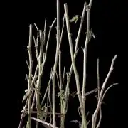 3M 🔻 Mendocino Purple Kush