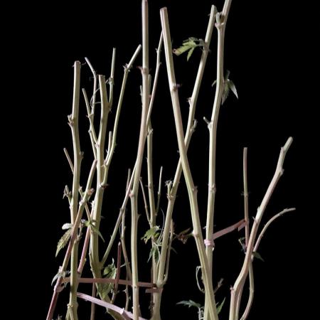 3M 🔻 Mendocino Purple Kush