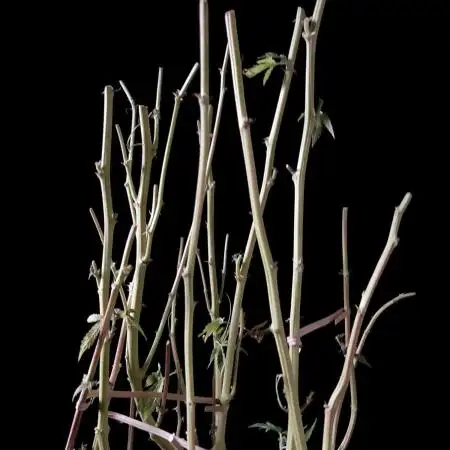 3M 🔻 Mendocino Purple Kush