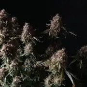 3M 🔥 Txerri Bilbo Haze