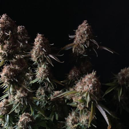 3M 🔥 Txerri Bilbo Haze