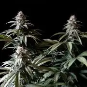 3M ⭕ Panama Red II