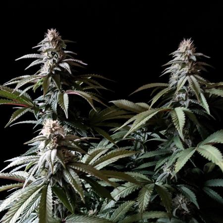 3M ⭕ Panama Red II