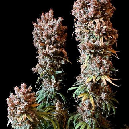 3M 🍁 NL x Thai