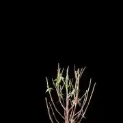 3M 🔥 Txerri Bilbo Haze