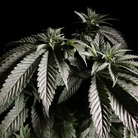 3M 🍏 Green Gelato
