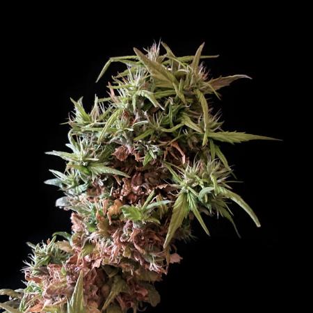 3M ✨ Brasil Sativa Reg.