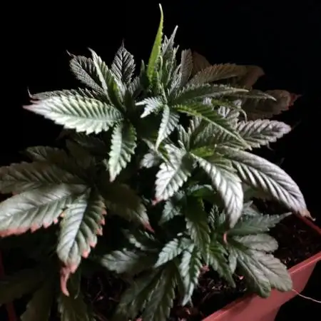 3M 🔥 Txerri Bilbo Haze