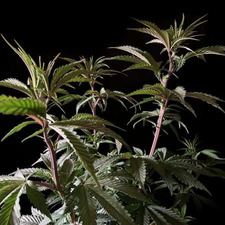 3M 🍏 Green Gelato