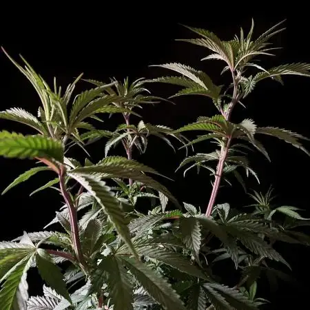 3M 🍏 Green Gelato