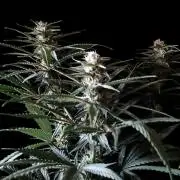 3M 🍁 NL x Thai