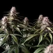 3M 🔻 Mendocino Purple Kush