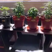 3M 🤪 Crossbreeding