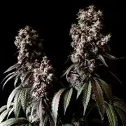 3M 🍏 Green Gelato