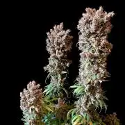 3M 🍁 NL x Thai