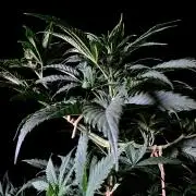 3M ♔ Purple Queen Mother