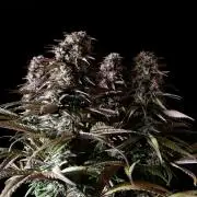 3M 🌟 Bahia Black Head