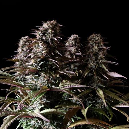 3M 🌟 Bahia Black Head