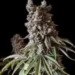 3M 🍪 Oreoz