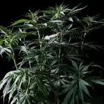 3M 🔻 Mendocino Purple Kush