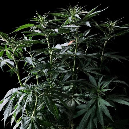 3M 🔻 Mendocino Purple Kush