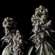 3M 🍏 Green Gelato