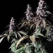 3M ⭕ Panama Red II