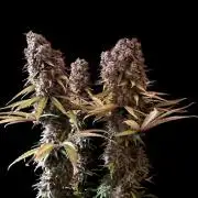 3M 🌟 Bahia Black Head