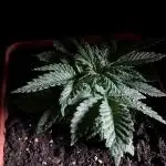 3M 🔥 Txerri Bilbo Haze