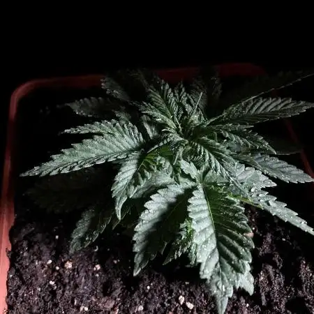 3M 🔥 Txerri Bilbo Haze